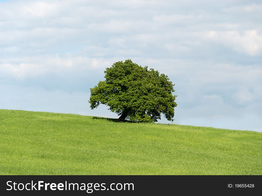 Solitary tree in the meadow in Tuscany. Solitary tree in the meadow in Tuscany