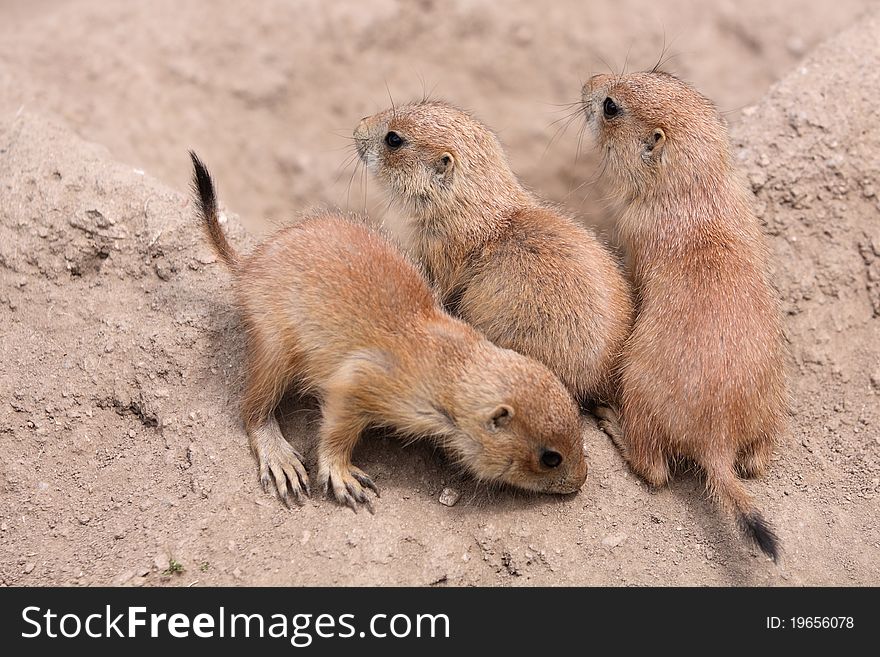 The group of black-tailed prairie dog juveniles. The group of black-tailed prairie dog juveniles.