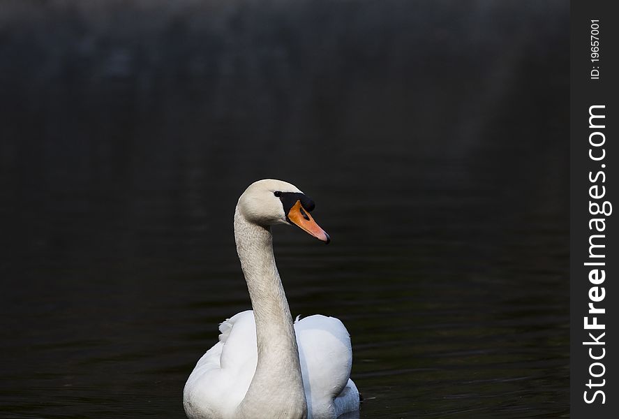 Alone swan swim on a lake