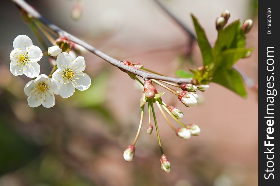 Spring branch of cherry tree against the sky