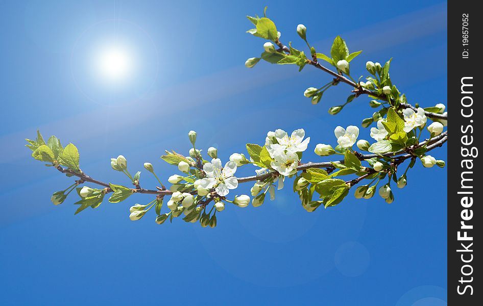 Spring branch of cherry tree against the blue sky