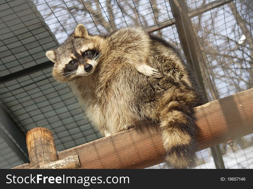 The raccoon in a zoo looks at the spectator. The raccoon in a zoo looks at the spectator