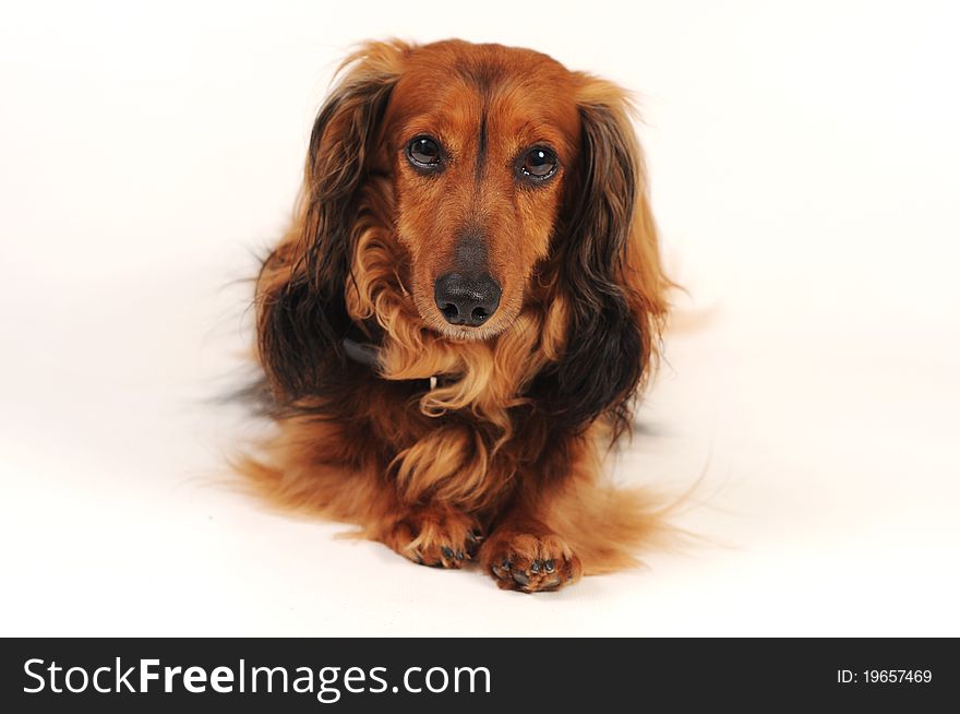 Little dog's laying on white background