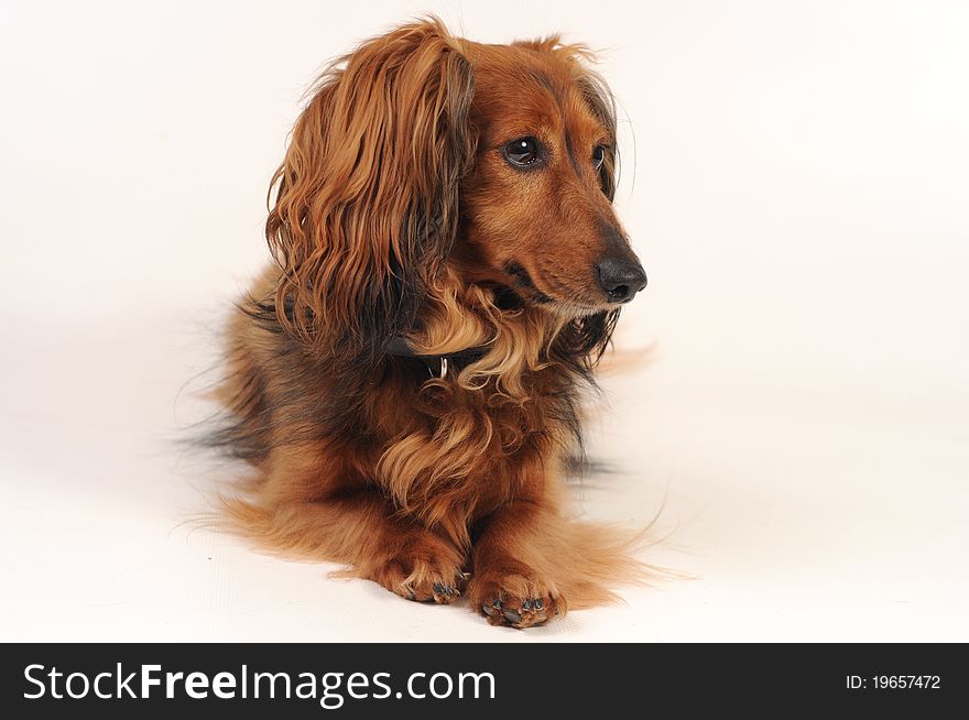 Little dog's laying on white background looking aside