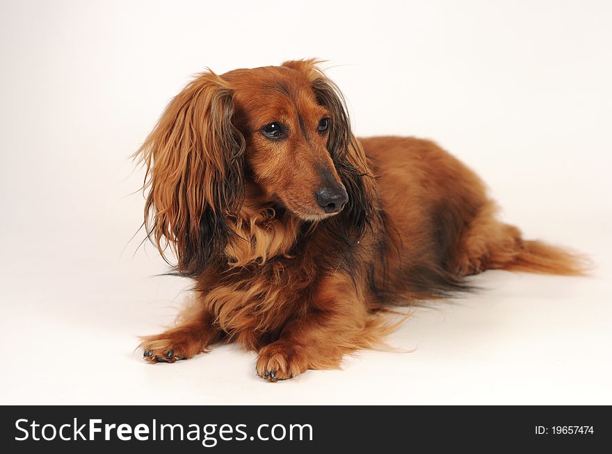 Little dog's laying on white background looking aside