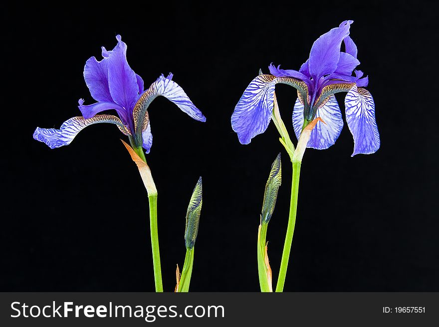 Two blooms of blue iris in black background