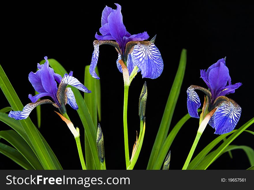 Three iris blooms in black background