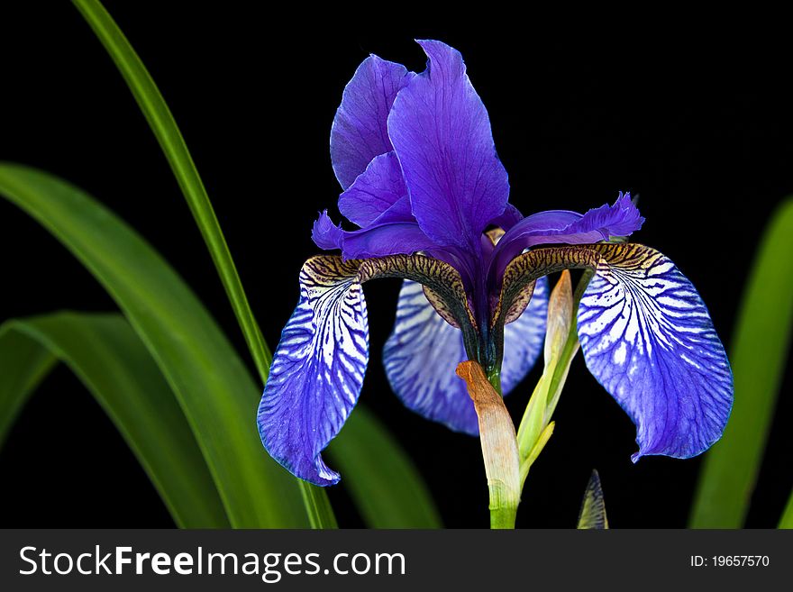 Single iris bloom in black background