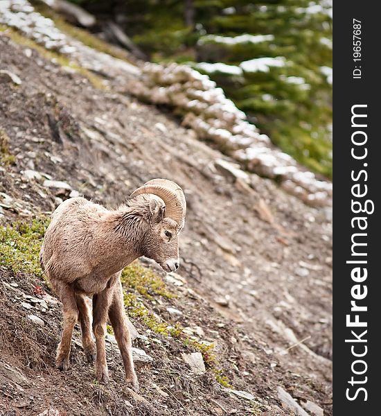 Bighorn sheep ram in Banff national park in Canada