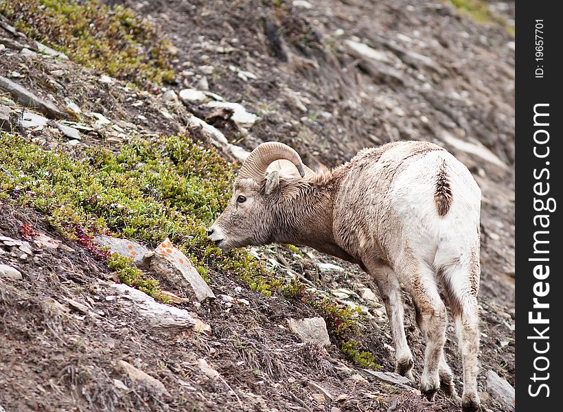 Bighorn sheep ram in Banff national park in Canada