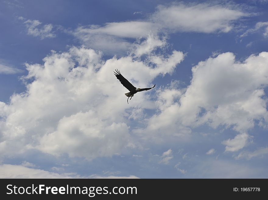 Bald Eagle (Haliaeetus leucocephalus)