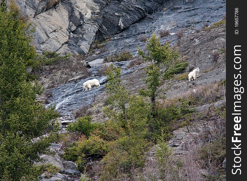 Mountain Goats in Banff national park