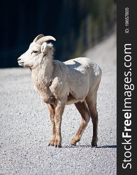 Bighorn sheep  in Banff national park in Canada
