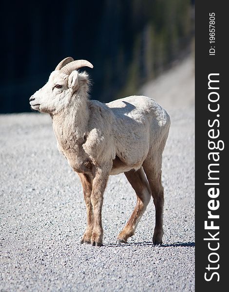 Bighorn sheep