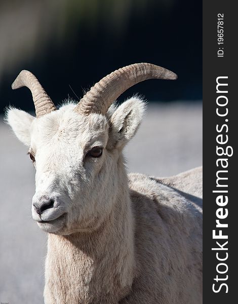 Bighorn sheep  in Banff national park in Canada