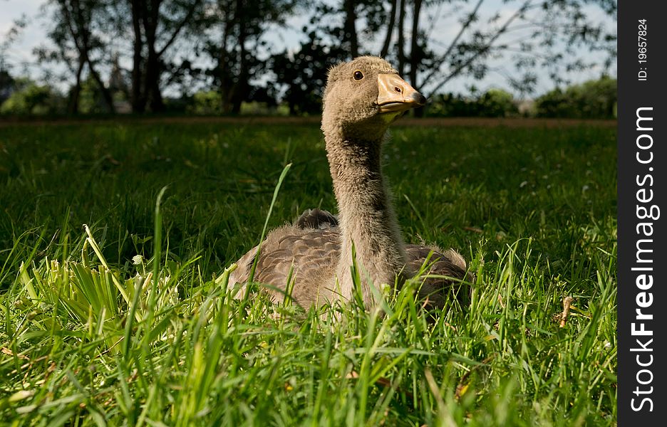 Grey goslet lying on the green grass. Grey goslet lying on the green grass