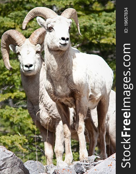 Bighorn sheep rams in Banff national park in Canada