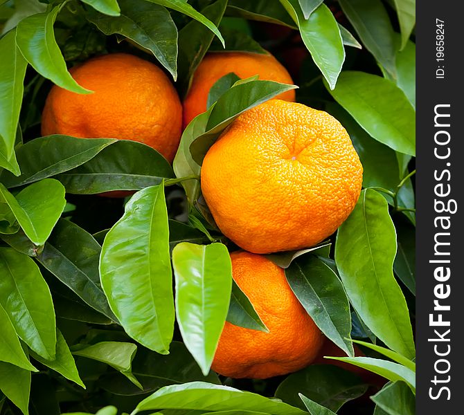 Ripe tangerines on a tree.