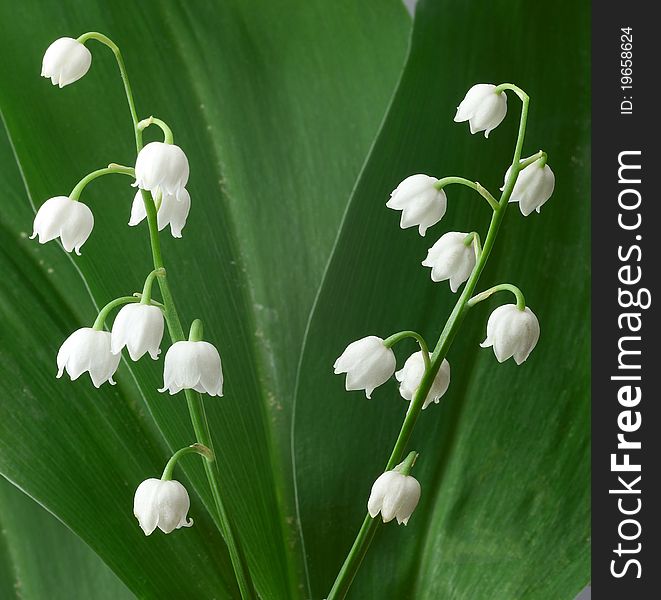 Spring flowers. Lily of the Valley.