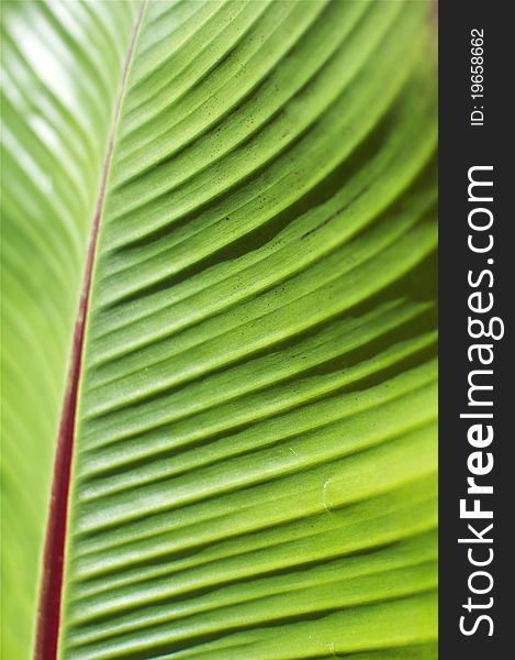 Green Tropical Leaf Detail