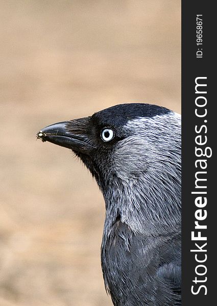 Jackdaw Portrait (Corvus Monedula)