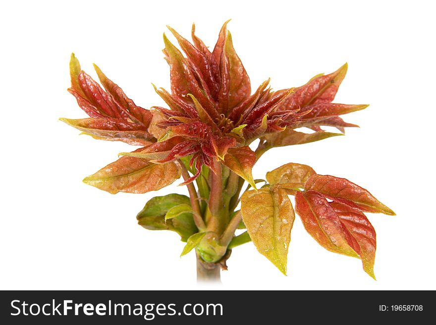 New leaves on the tree, isolated on a white background