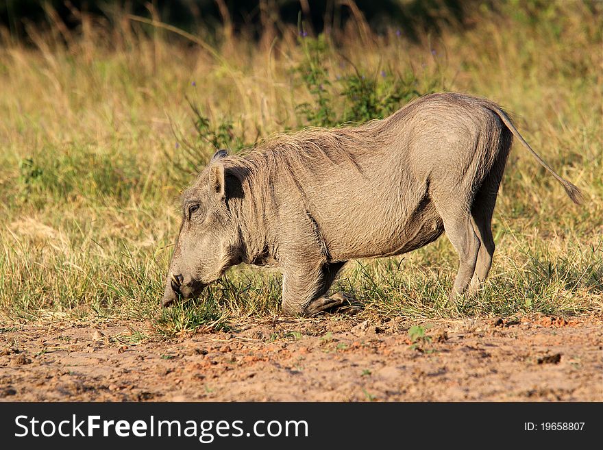 Kneeling Warthog