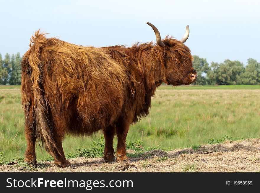 Pregnant Higland cow with winter coat standing in grassland