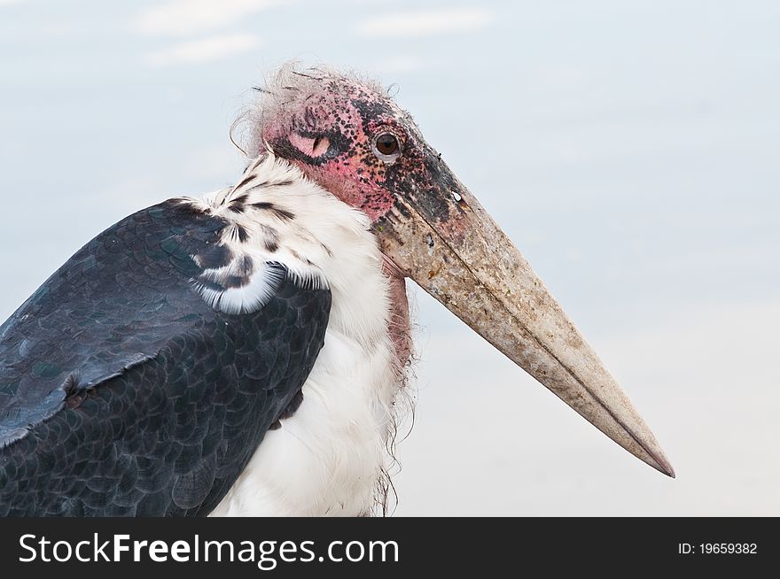 Head of Marabou stork in open zoo.