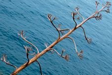 Dry Tree Against Sea Royalty Free Stock Image