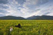Two Dogs On Meadow Royalty Free Stock Images Two Dogs On Meadow Royalty Free Stock Images