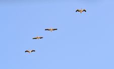 Pelicans Royalty Free Stock Photo