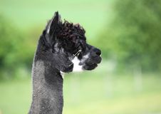 Portrait Of A Black Alpaca, Profile. Stock Photos