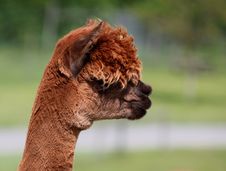 Portrait Of A Brown Alpaca In Profile. Royalty Free Stock Images Portrait Of A Brown Alpaca In Profile. Royalty Free Stock Images