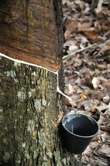 Rubber Tree Royalty Free Stock Images Rubber Tree Royalty Free Stock Images