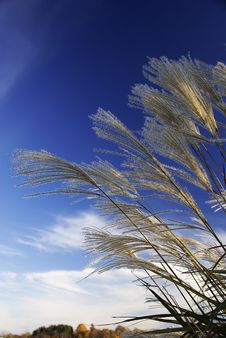 Grasses Against The Sky Stock Images Grasses Against The Sky Stock Images