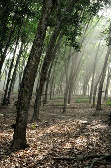 Rubber Tree Royalty Free Stock Photo Rubber Tree Royalty Free Stock Photo