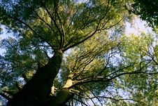 Worms Eye View, Old Growth Tree Royalty Free Stock Photos Worms Eye View, Old Growth Tree Royalty Free Stock Photos
