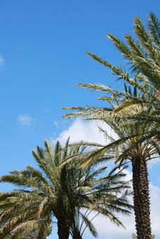 Blue Sky Over Palm Alley Royalty Free Stock Photos