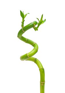 Branch Of Bamboo Royalty Free Stock Images Branch Of Bamboo Royalty Free Stock Images