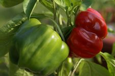 Green Peppers Turning Red Stock Photos Green Peppers Turning Red Stock Photos