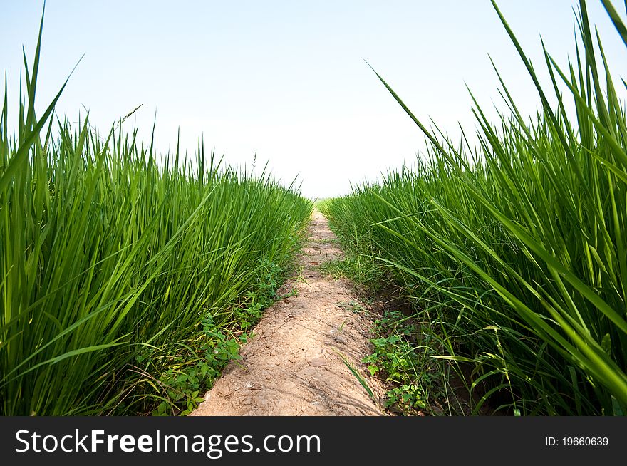 Cornfield