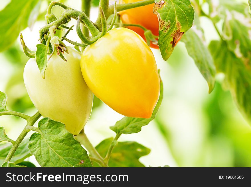 Yellow eggplant is on the tree