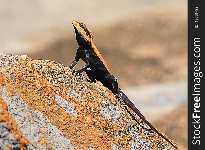 The handsome peninsular rock agama male showing off. The terrain and color of the rocks had a very nice camouflage effect. The handsome peninsular rock agama male showing off. The terrain and color of the rocks had a very nice camouflage effect.