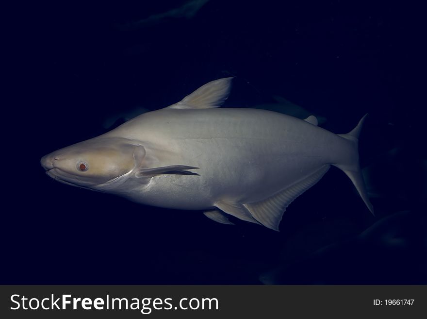 White Fish In Ocean Depth