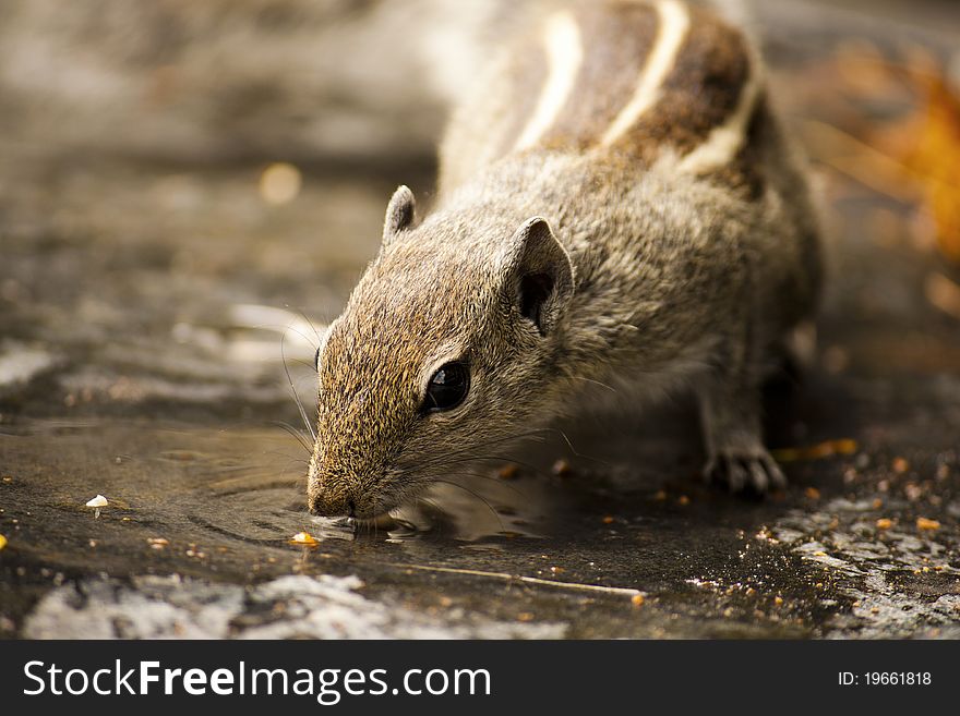 A squirrel quenching its thirst. Taken at Hampi, Karnataka. A squirrel quenching its thirst. Taken at Hampi, Karnataka.