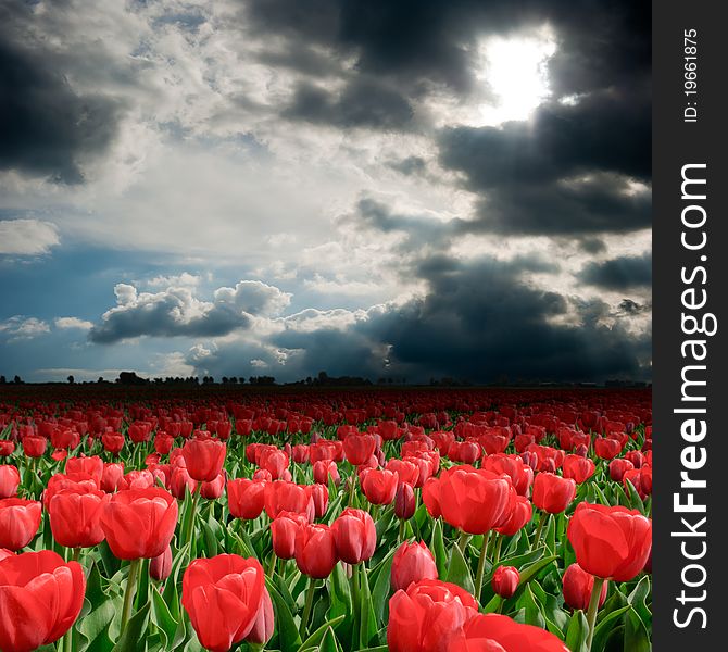 Wonderful storm clouds over the tulip field. Wonderful storm clouds over the tulip field
