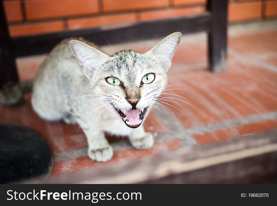 Wild angry cat with open mouth with teeth. Wild angry cat with open mouth with teeth