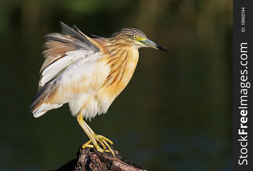 Squacco Herron sittin on log