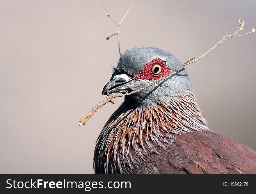 Speckled Pigeon collecting sticks for nest